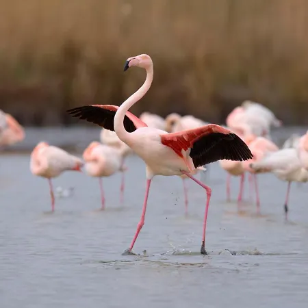 Le Cabestan-3 By Interhome Appartement Le Grau-du-Roi